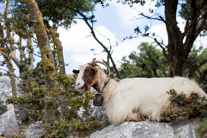 Crete goat